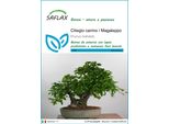 Saflax - Ciliegio Canino / Magaleppo - 30 Semi - Prunus