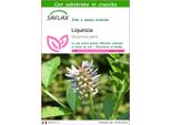 Saflax - Liquirizia - 30 Semi - Con Substrato - Glycyrrhiza