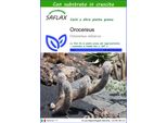 Saflax - Orocereus - 40 Semi - Con Substrato - Oreocereus