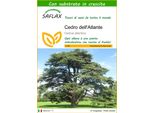 Saflax - Cedro Dell'atlante - 20 Semi - Con Substrato - Cedrus