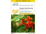 Saflax Insieme Di Coltivazione - Orgoglio Delle Barbados - 10 Semi - Caesalpinia