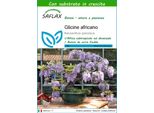 Saflax - Glicine Africano - 15 Semi - Con Substrato - Bolusanthus