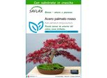 Saflax - Acero Palmato Rosso - 20 Semi - Con Substrato - Acer