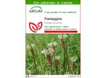 Saflax - Piantaggine - 100 Semi - Con Substrato - Plantago