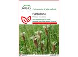 Saflax - Piantaggine - 100 Semi - Plantago