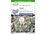 Saflax - Peyote - 20 Semi - Con Substrato - Lophophora