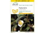 Saflax Insieme Di Coltivazione - Pianta Del Tè - 6 Semi - Camellia
