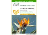 Saflax - Uccello Del Paradiso - 5 Semi - Con Substrato - Strelitzia
