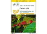 Saflax Insieme Di Coltivazione - Pianta Di Caffè - 8 Semi - Coffea