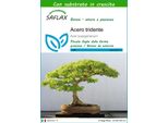 Saflax - Acero Tridente - 30 Semi - Con Substrato - Acer