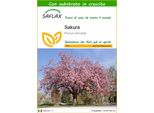 Saflax - Sakura - 30 Semi - Con Substrato - Prunus