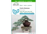 Saflax - Cedro Libanese - 20 Semi - Con Substrato - Cedrus