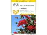 Saflax Insieme Di Coltivazione - Callistemo - 400 Semi - Callistemon