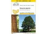 Saflax Insieme Di Coltivazione - Sequoia Gigante - 50 Semi - Sequoiadendron