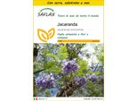 Saflax Insieme Di Coltivazione - Jacaranda - 50 Semi - Jacaranda
