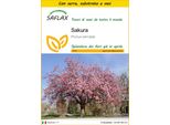Saflax Insieme Di Coltivazione - Sakura - 30 Semi - Prunus