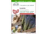 Saflax - Lavanda - 150 Semi - Con Substrato - Lavandula