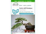 Saflax - Cedro Dell'himalaya - 35 Semi - Con Substrato - Cedrus