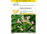 Saflax Insieme Di Coltivazione - Pianta Del Tabacco - 250 Semi - Nicotiana