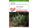 Saflax - Timo Comune - 200 Semi - Con Substrato - Thymus