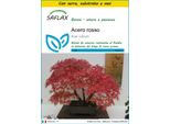 Saflax Insieme Di Coltivazione - Acero Rosso - 20 Semi - Acer
