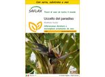Saflax Insieme Di Coltivazione - Uccello Del Paradiso - 5 Semi - Strelitzia