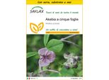 Saflax Insieme Di Coltivazione - Akebia A Cinque Foglie - 10 Semi - Akebia