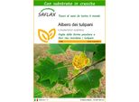 Saflax - Albero Dei Tulipani - 20 Semi - Con Substrato - Liriodendron