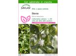 Saflax - Stevia - 100 Semi - Con Substrato - Stevia