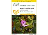 Saflax Insieme Di Coltivazione - Albero Delle Orchidee - 8 Semi - Bauhinia