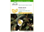 Saflax - Pianta Del Tè - 6 Semi - Con Substrato - Camellia