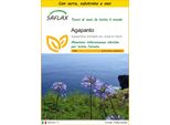 Saflax Insieme Di Coltivazione - Agapanto - 50 Semi - Agapanthus