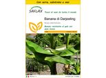 Saflax Insieme Di Coltivazione - Banana Di Darjeeling - 5 Semi - Musa