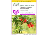 Saflax Insieme Di Coltivazione - Peperoncino Habanero Rosso Delle Antille - 10 Semi - Capsicum