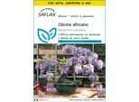 Saflax Insieme Di Coltivazione - Glicine Africano - 15 Semi - Bolusanthus
