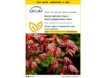 Saflax Insieme Di Coltivazione - Acero Palmato Rosso / Acero Giapponese Rosso - 20 Semi - Acer