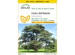 Saflax Insieme Di Coltivazione - Cedro Dell'atlante - 20 Semi - Cedrus