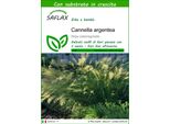 Saflax - Cannella Argentea - 50 Semi - Con Substrato - Stipa