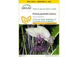 Saflax Insieme Di Coltivazione - Pianta Pipistrello Bianco - 10 Semi - Tacca