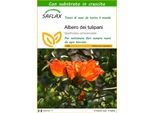 Saflax - Albero Dei Tulipani - 30 Semi - Con Substrato - Spathodea