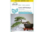 Saflax Insieme Di Coltivazione - Cedro Dell'himalaya - 35 Semi - Cedrus