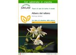 Saflax - Albero Del Rafano - 10 Semi - Con Substrato - Moringa