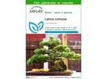 Saflax - Larice Comune - 75 Semi - Con Substrato - Larix