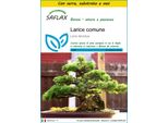 Saflax Insieme Di Coltivazione - Larice Comune - 75 Semi - Larix