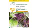 Saflax Insieme Di Coltivazione - Pianta Pipistrello - 10 Semi - Tacca