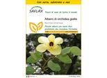 Saflax Insieme Di Coltivazione - Albero Di Orchidea Gialla - 30 Semi - Bauhinia