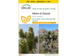 Saflax Insieme Di Coltivazione - Albero Di Giosuè - 10 Semi - Yucca