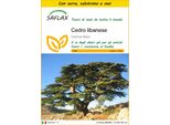 Saflax Insieme Di Coltivazione - Cedro Libanese - 20 Semi - Cedrus