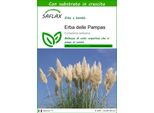Saflax - Erba Delle Pampas - 200 Semi - Con Substrato - Cortaderia