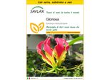 Saflax Insieme Di Coltivazione - Gloriosa - 15 Semi - Gloriosa
